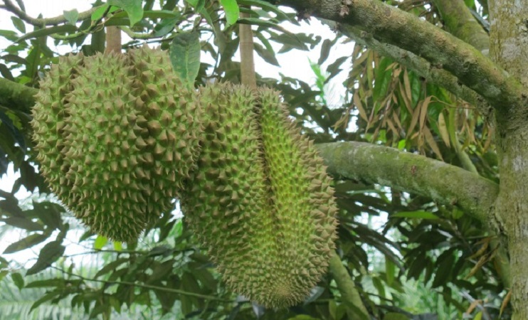 cây sầu riêng Musang King