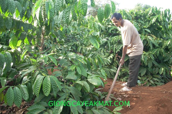 cách chăm sóc cà phê mới trồng