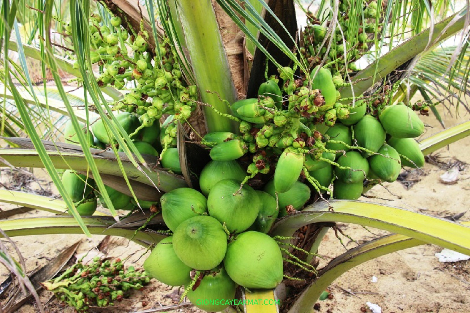 cây giống dừa dứa