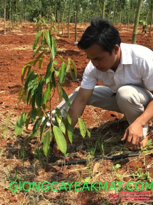 trồng cây sầu riêng ruột đỏ